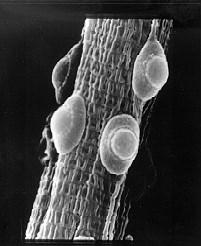 Wat kunnen wij in de bodem vinden? Entomopathogene schimmels en bacteriën (o.