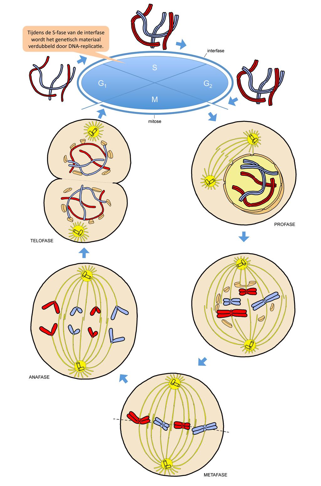 Biologie 3 celdeling. Bij dierlijke cellen snoert het cytoplasma zich in ter hoogte van het evenaarsvlak en ontstaan er twee min of meer identieke dochtercellen.