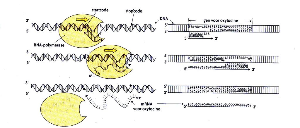 7.1 Transcriptie: de eerste stap in de eiwitsynthese De vorming van mrna gebeurt met behulp van enzymen waarvan RNA-polymerase het belangrijkste is.