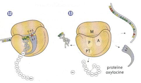 7.3.4 Stap 3: einde van translatie en opvouwen van de polypeptideketen Het laatste codon, in dit voorbeeld UAG, is een stopcodon.