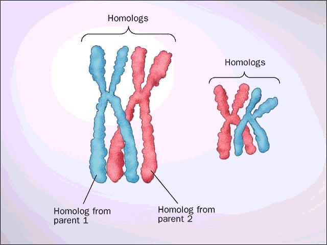 Als men de cel op het moment van een celdeling doet openbarsten kan men de vrijgekomen chromosomen kleuren en er een microscopische foto van maken.