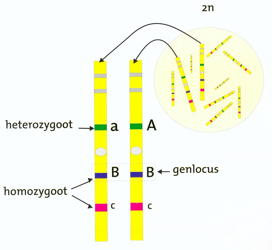 Homologe chromosomen bevatten op overeenkomstige genloci genen die dezelfde erfelijke eigenschap bepalen. We noemen deze genen allelen.
