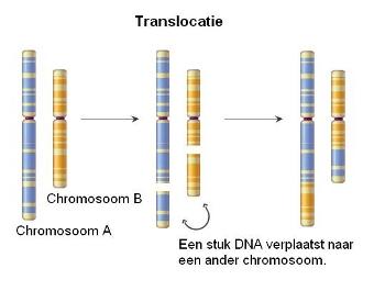 Figuur 26: Chromosoommutaties Genoommutaties zijn veranderingen in het aantal chromosomen. Ze zijn lichtmicroscopisch waarneembaar in een karyogram.