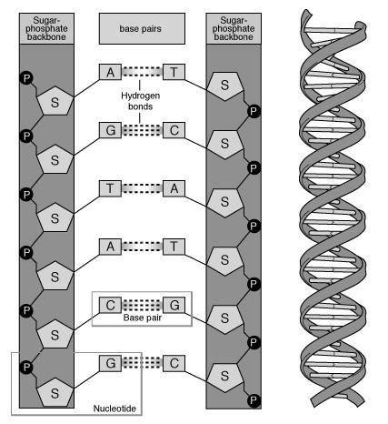 Indien één of meerdere basenparen anders gekoppeld zijn, of indien de volgorde van één of meerdere basenparen verschilt, krijgt men een structureel verschillend DNA-molecule.