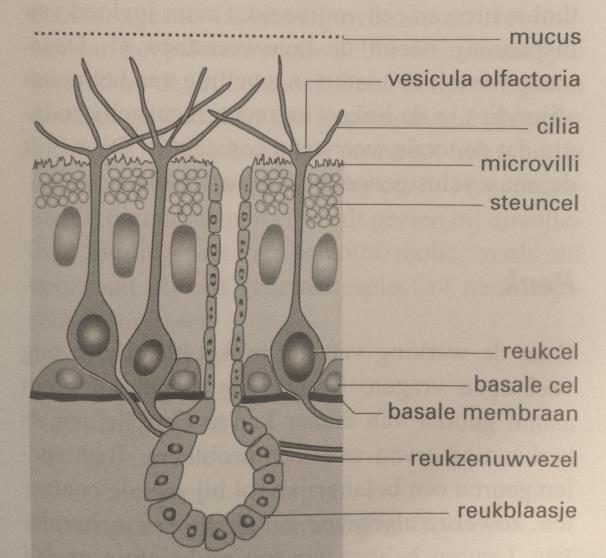 ANATOMIE Als we een doorsnede doorheen de neus maken, parallel met het neustussenschot, bevindt het reukslijmvlies zich in het dak van de neus (Figuur 1).