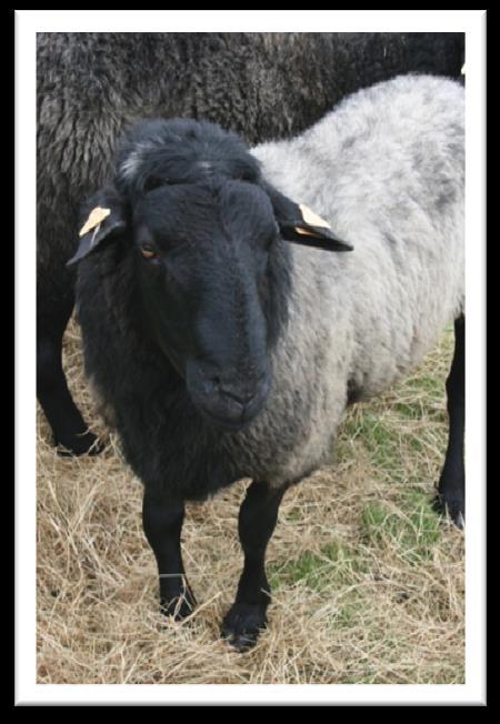Behoud van lokale schapenrassen Subsidiebedrag 25 euro/schaap Verbintenisaantal: min. 20, max.
