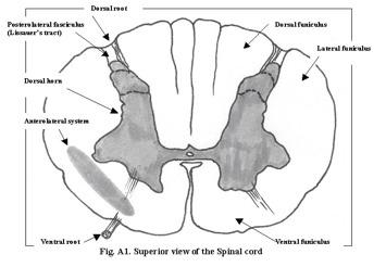 Fysiologie van de nociceptie: het ruggemerg Cellichaam van primair neuron komt terecht in ventrolaterale
