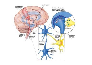 Fysiologie van de nociceptie: Modula0e van nocicep0eve info: segmentale (spinale) controle Spinale modula0e: Endogeen opioid systeem Opioid- receptoren zijn de key- point voor het voorzien van