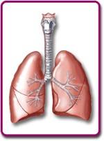 Stressrespons: pulmonale effecten FRC VC Sympatische Nc Ademhaling