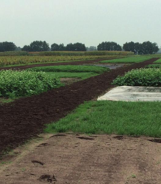 Er was wel een trend dat natuurlijke infecties in de biotoetsen afnamen door anaerobe grondontsmetting.