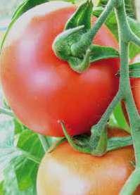 De plant is groeikrachtig en vrij lang. Met Avalantino kunt u de verwachting aangaande smaak in biologische tomaten waarmaken.