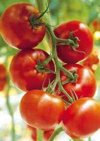 Ronde Tomaat - Chelino F1 Chelino is een grove hoog productieve trostomaat voor de gestookte teelt. De vruchtmaat ligt tussen de 120 en 130 gram.