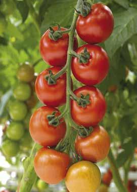 Ze vormt een mooie tros van ongeveer acht tomaten. Indien Temptation wordt gepunt op zes vruchten ontstaat een zeer goed smakende, fijne trostomaat.