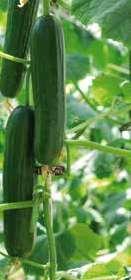 Het is het hoofdras in de biologische teelt. Komkommer - Toploader F1 Toploader heeft een krachtige plant die regelmatig en rustig doorgroeit en daarom op snelheid geteeld moet worden.