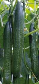 Komkommer - Galaxy F1 Galaxy is een hoog productief ras voor de tweede en derde planting in een traditioneel teeltsysteem. Open plant, met middelgrote bladeren en beheerste ranken.