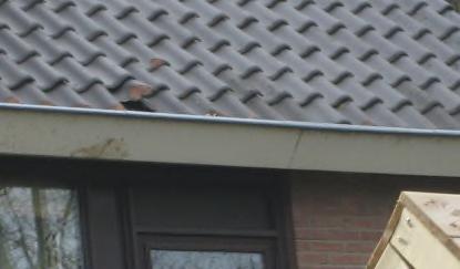 installatie Overige Liggen de pannen recht Zijn de pannen niet poreus Liggen de nokpannen v ast Zijn er v ochtplekken of kieren in de dakconstructie aanwezig Hoe staat het met dakdoorvoeren