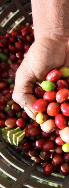 - 8 - De duurzaamheid en kwaliteit van Peeze koffie vinden hun oorsprong in