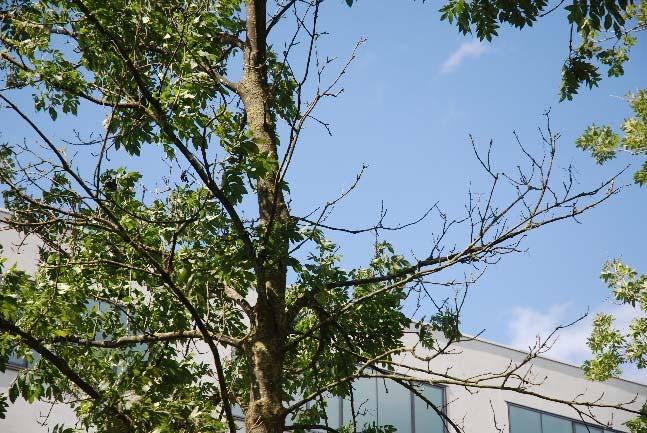 In deze notitie worden de effecten van de verschillende ingrepen beschouwd en de visie op de compensatie bomen en water gegeven.