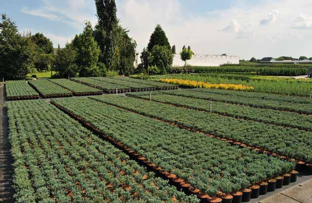 In 1998 is de vennootschap onder firma opgericht bestaande uit 3 firmanten waaronder mijn vader en moeder. Nu bestaat het bedrijf uit zo n 2 hectare containerveld, 1 hectare volle grond en een kas.