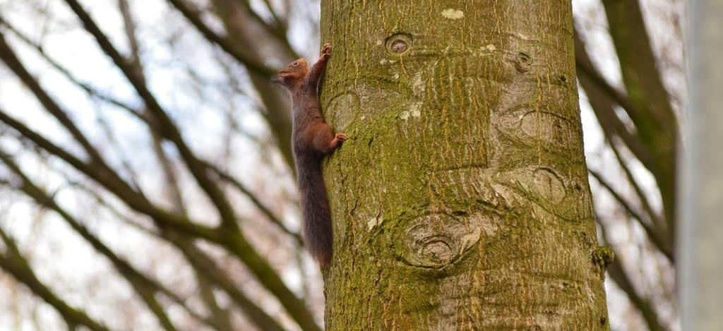 10 worden vastgesteld. In tabel 2 zijn de boomnummers weergegeven van bomen met nesten van Zwarte kraai.