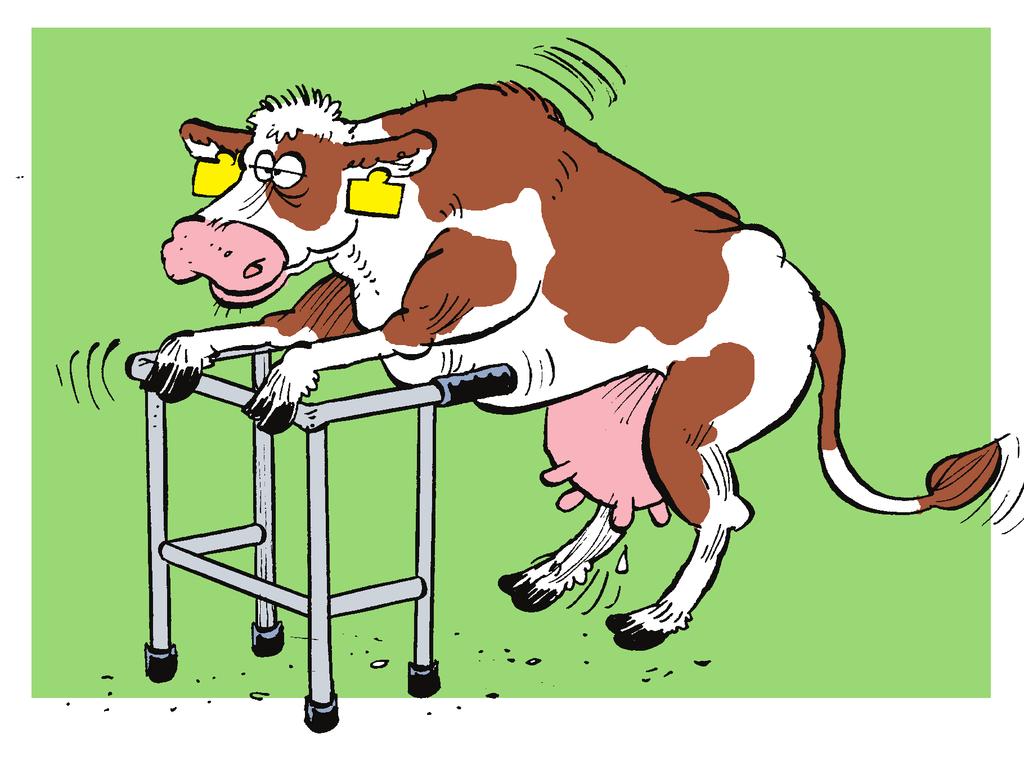 Opdracht 5 Bekijk de beweging Figuur 5 Het is belangrijk dat koeien goed lopen. Het is erg belangrijk dat koeien goed lopen.
