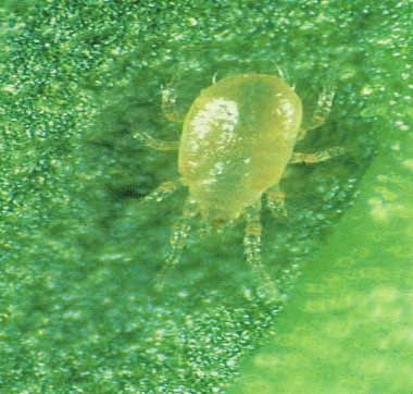 persimilis - kan zich ook voeden met pollen spint + spinteitjes en A.