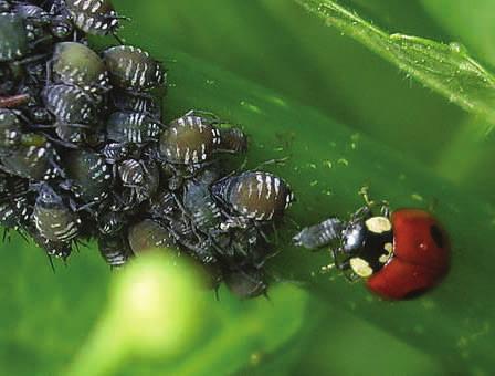 - larven zijn zeer mobiel, grijs/zwart van kleur en zo n 5 mm groot -