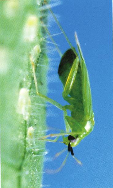 lange groene antennen en vleugels - vooral nuttig op de plantenfamilies van de