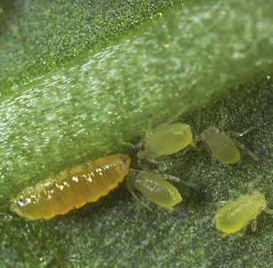 spintmijtkolonies - larven eten alle stadia van spint (tot 30 mijten per