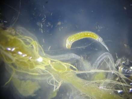 Natuurlijke vijanden eikenprocessierups: