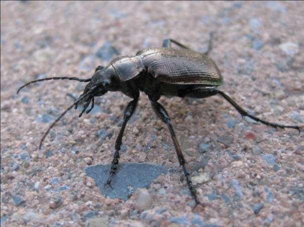 Natuurlijke vijanden eikenprocessierups: Roofkevers zoals