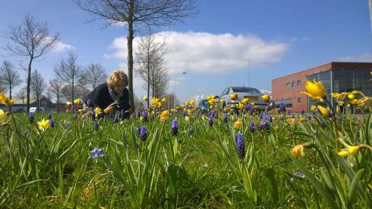 Omgeving voor natuurlijke vijanden Duurzaam geteelde bloembollen planten voor