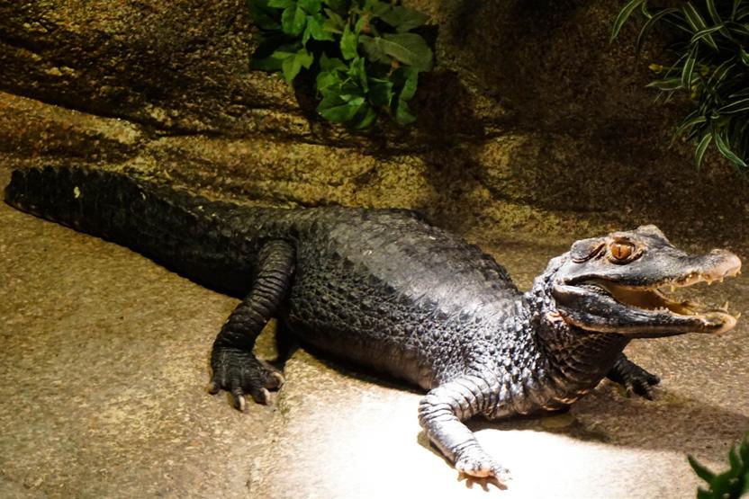 Serpentarium zal ik veel dieren