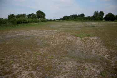 Het grasland is in oktober vorig jaar geplagd. De voedselrijke bovenlaag is verwijderd waardoor een goede uitgangssituatie is ontstaan voor de ontwikkeling van een soortenrijk schraalland.