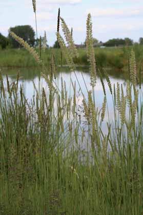 Kamgras vinden we aan de randen van de poelen waar de voedselrijke toplaag is verwijderd waarop het kamgras kan gaan groeien. van Landschapsbeheer Groesbeek (LBG) gehouden op de EVZ.