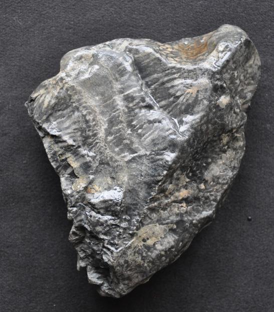 Stromatoliet; nat gemaakt Ouderdom: boven-carboon/perm Vp: Vrasselt bij Emmerik 2001-3 Duitsland Hoogte 11 cm, breedte 10 cm Voorheen: