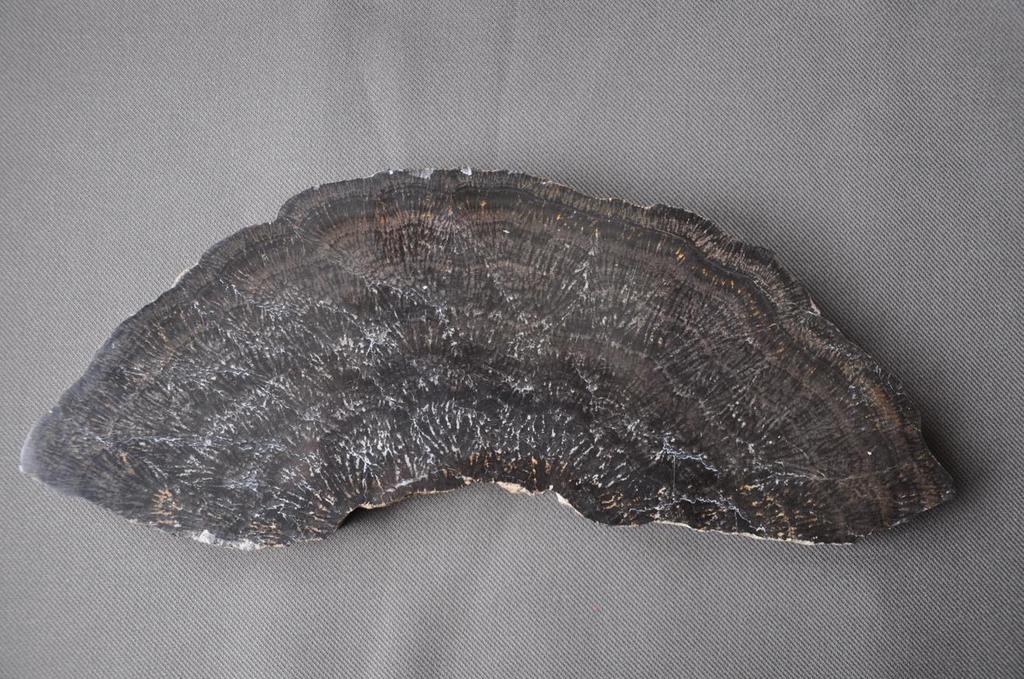Vlekkert Stromatoliet: Ouderdom: boven-carboon/perm Altenglau-formatie Vp: Theisberstegen Rheinland-Paltz Lengte 36 cm Stromatoliet uit