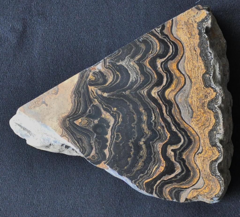 - Uit Marokko, omgeving Quarzazate, ouderdom 600 miljoen jaar, fraai bewaard omdat het bedekt is geweest door een vulkanische afzetting - Een algen laminaat uit Schotland, nadere gegevens onbekend -