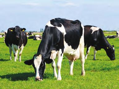 1 De gezonde koe 1.1 Oriëntatie Gezonde dieren staan aan de basis van een duurzame veehouderij. Alleen dieren die gezond zijn, produceren optimaal.