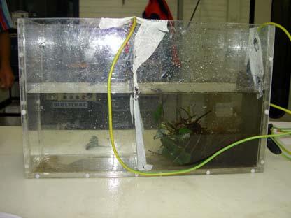 7. Resultaten elektrische stroom Gekweekte paling kan voor de slacht worden bedwelmd door middel van elektrische stroom.
