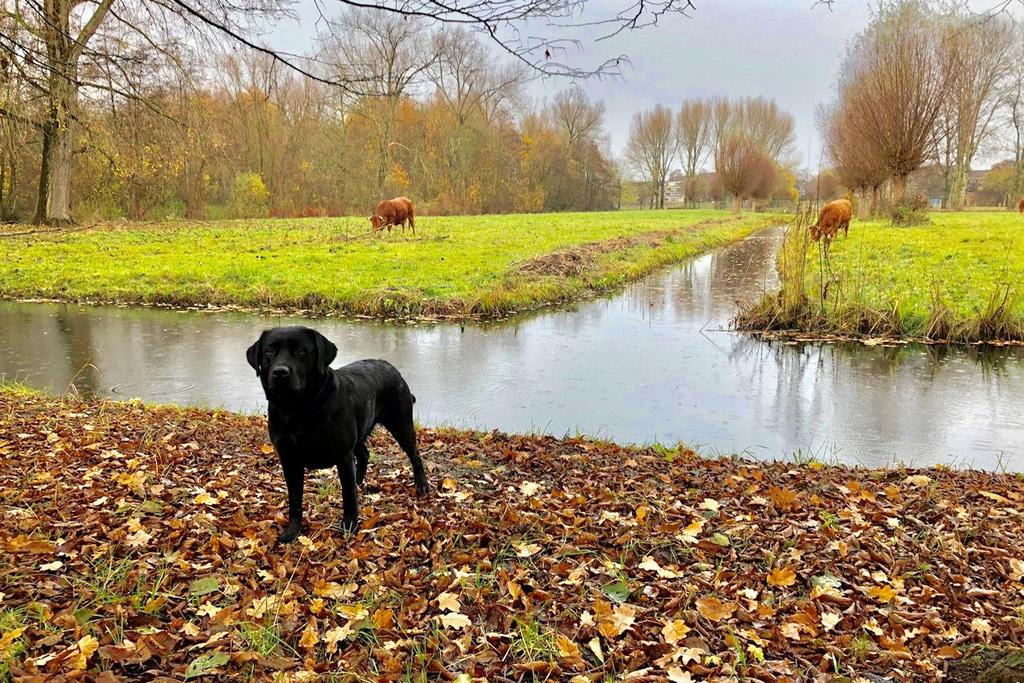 Branwen s Delight van Meinweg- Teddy- herfst 2018 VOEDINGSSTOFFEN RIJK AAN OXAALZUUR/ TANNINE: Druiven Rabarber Spinazie