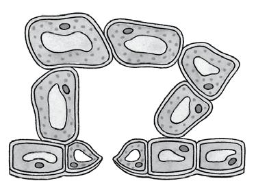 6 In afbeelding 2 is een plantencel schematisch getekend. Welke letter geeft een deel aan waarin fotosynthese optreedt? De letter T.