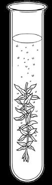 opdracht 7 1 De aanwezigheid van bladgroenkorrels en water zijn twee voorwaarden om fotosynthese te laten plaatsvinden. Noem nog drie voorwaarden die nodig zijn voor fotosynthese.