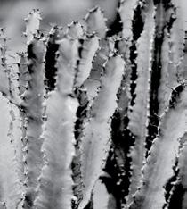 Eén keer per maand of per twee maanden. 4 Zijn de planten in afbeelding 97 binnenplanten of buitenplanten? Leg je antwoord uit. Binnenplanten 15 of 20 ºC.