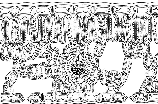 BASISSTOF 2 Wortels en stengels BIOLOGIE VOOR JOU 4 vmbo-k thema 1 Planten KENNIS opdracht 11 1 Is het opslaan van reservevoedsel in een plant een functie van de stengels, van de wortels of van beide?