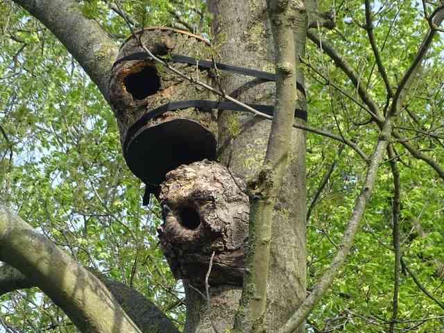 Nestkast Tot mijn verbazing trof ik een nest(kast) voor Kauwen in een boom
