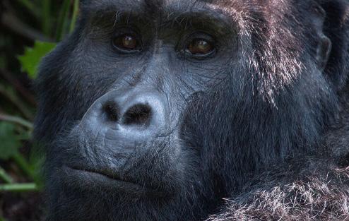 De duur en het inspanningsniveau van de trekking hangt af van waar de gorilla s zich op dat moment bevinden. Je dient minimum 15 jaar te zijn om aan de gorillatrekking te kunnen deelnemen.
