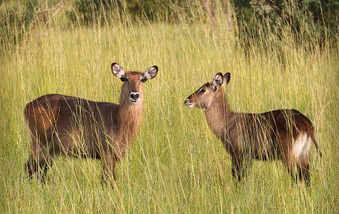 Lake Mburo is slechts één van de vijf meren die zich in het Lake Mburo Park bevinden en die deel uitmaken van een groep van veertien meren die gevoed worden door de Ruizi-rivier.