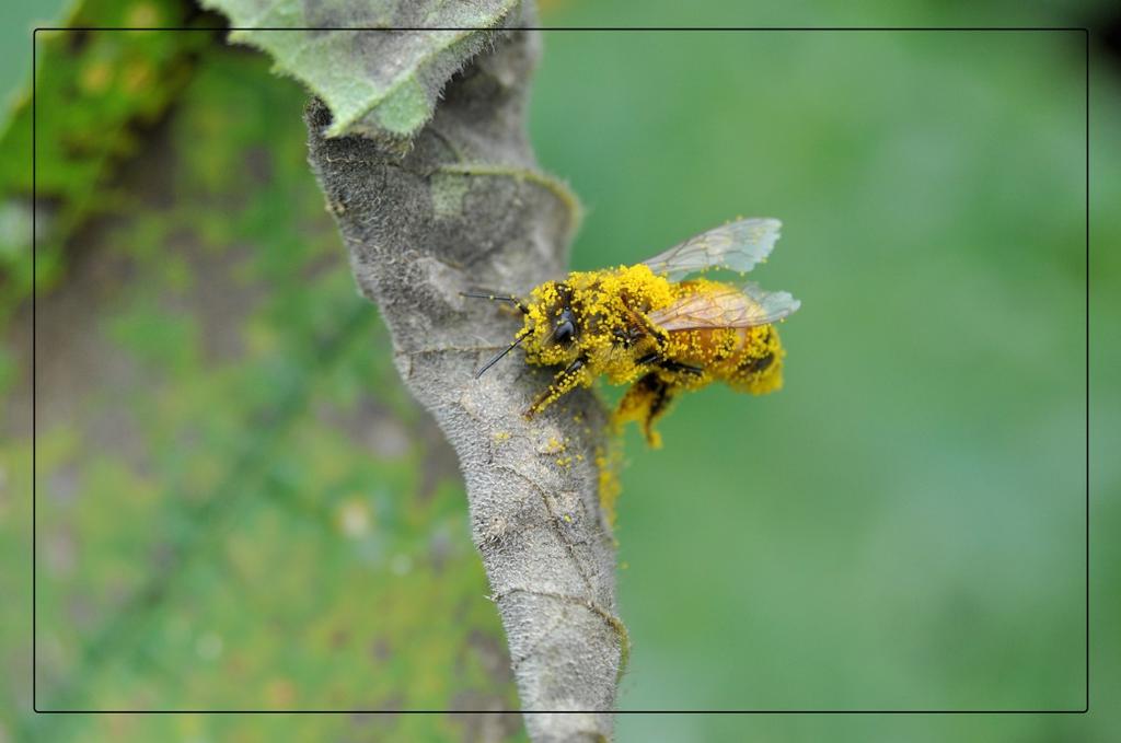 Ik zag deze gele honingbij voorbijvliegen. Gelukkig landde ze niet ver bij me vandaan op een blad om in alle rust het stuifmeel van haar lichaam af te poetsen.