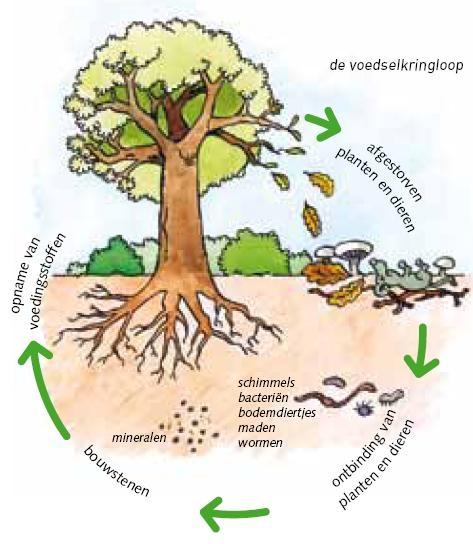 Rol van het bodemleven in de